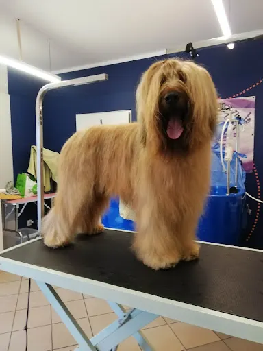 Brie Style studio groomingu